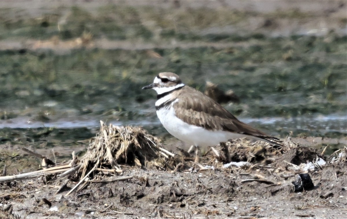 Killdeer - ML328767131