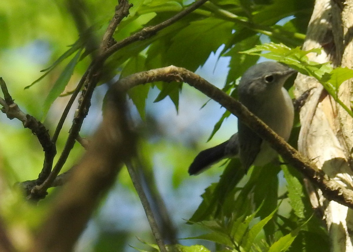 Blue-gray Gnatcatcher - ML328767181