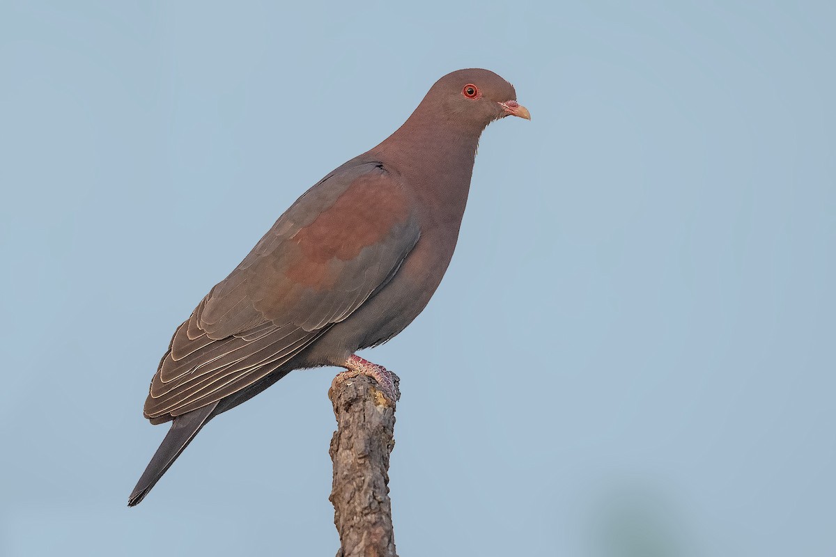 Pigeon à bec rouge - ML328767511