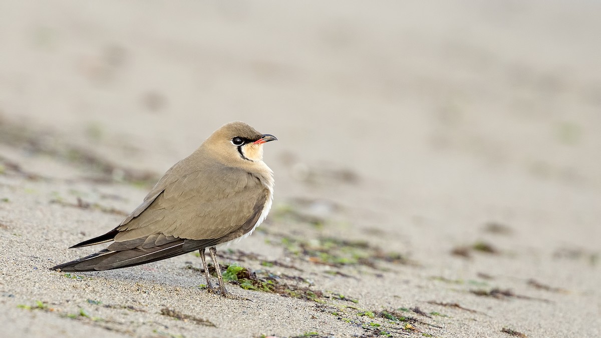 Collared Pratincole - ML328767571