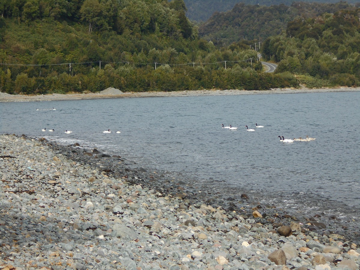 Black-necked Swan - ML328768961