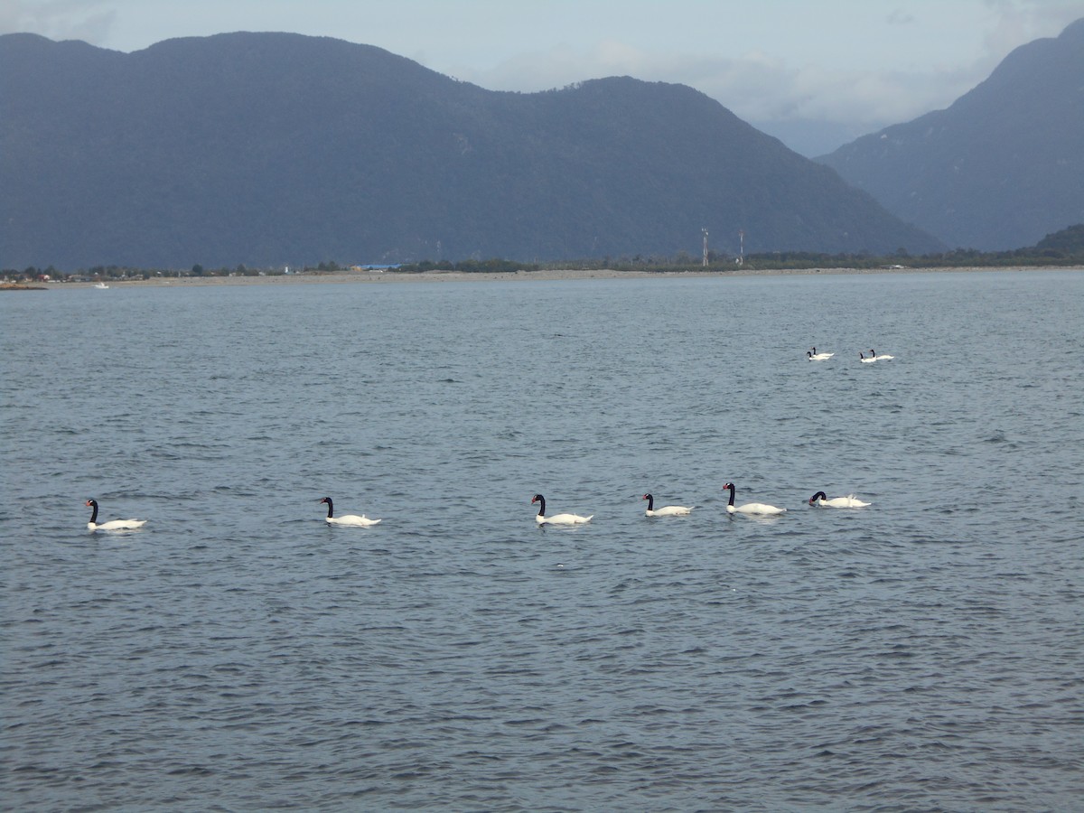 Black-necked Swan - ML328769011