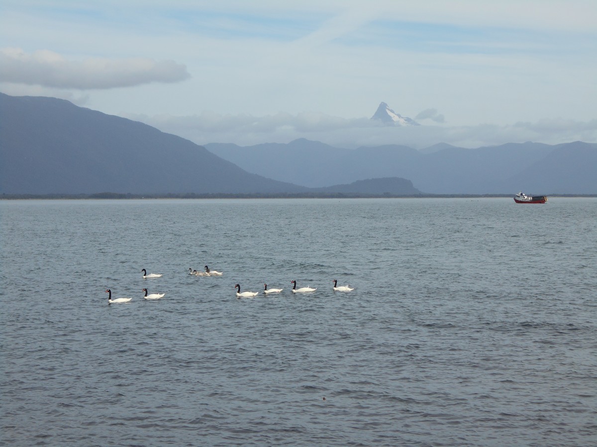 Black-necked Swan - ML328769151