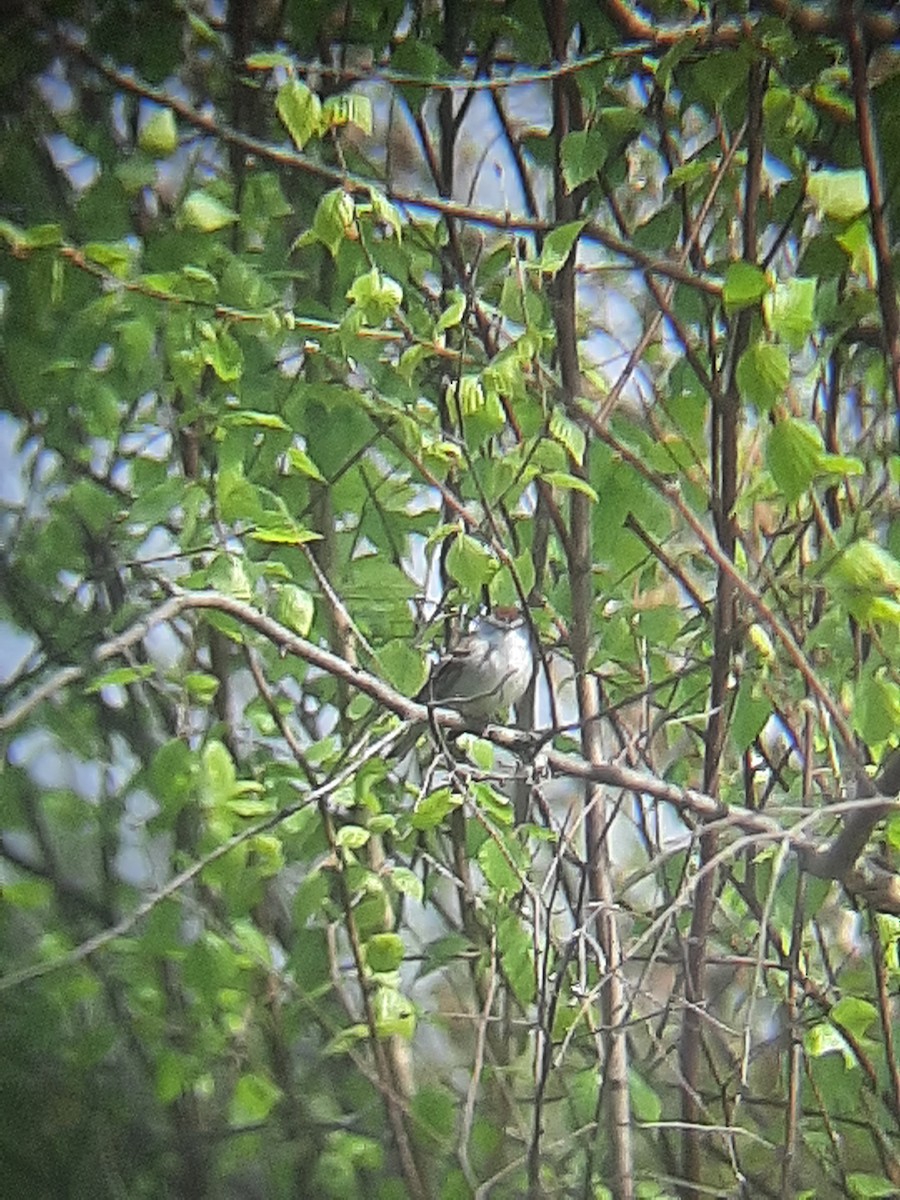 Chipping Sparrow - ML328769671