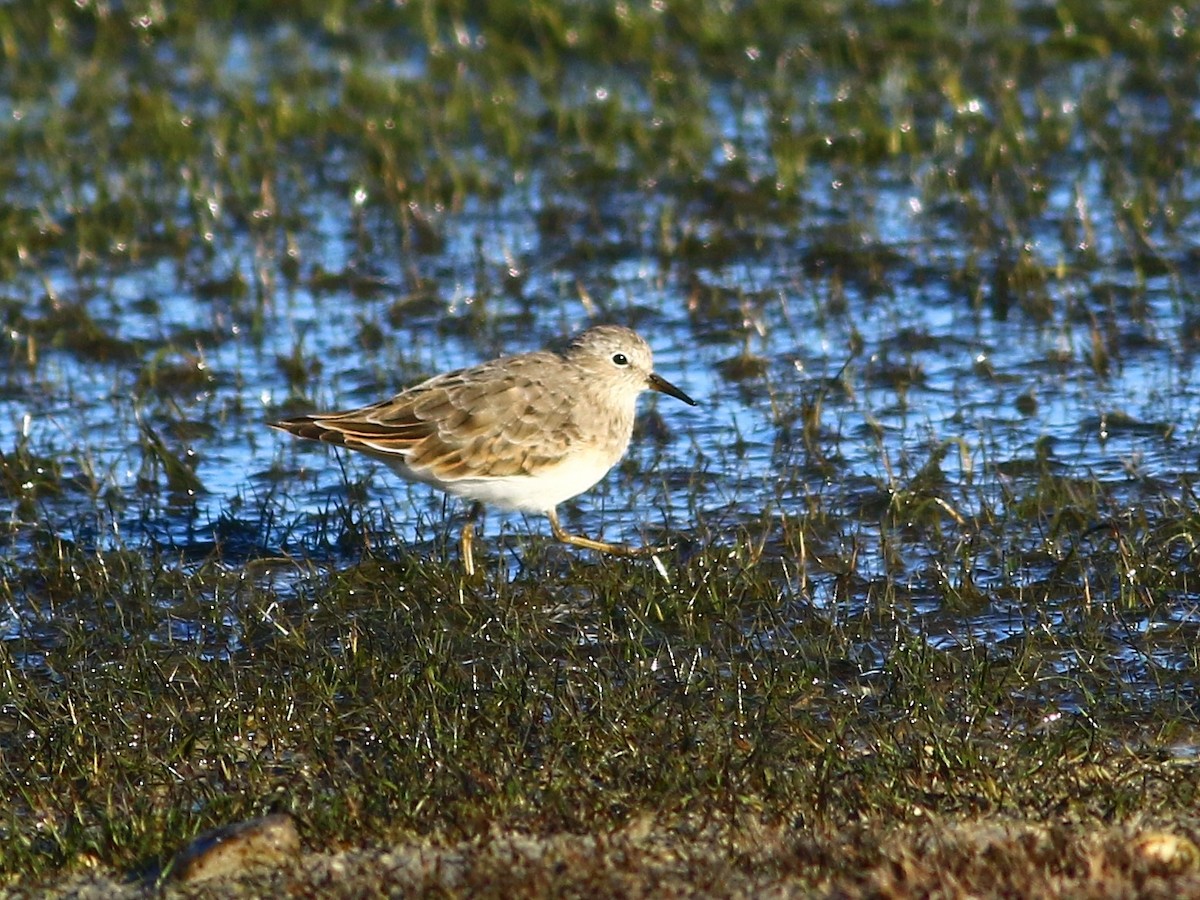 Temminck's Stint - ML328769691