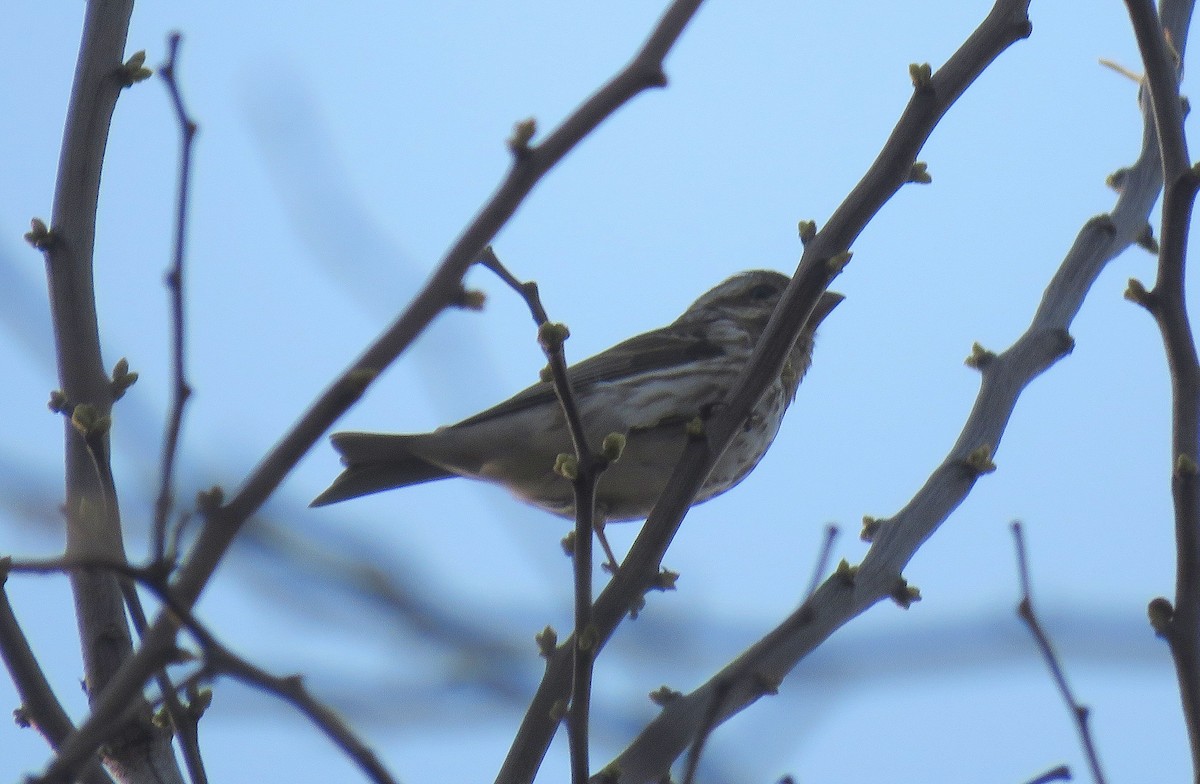 Purple Finch - ML328770681