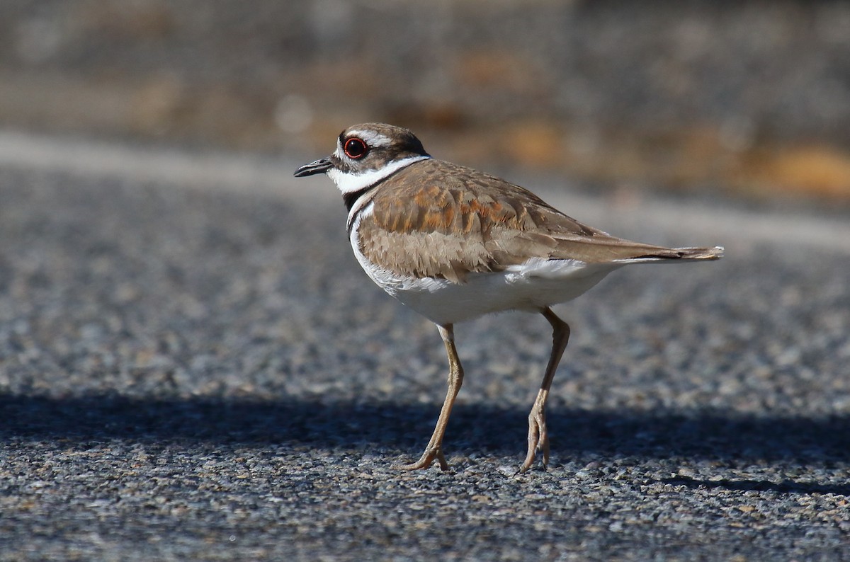 Killdeer - ML328772101