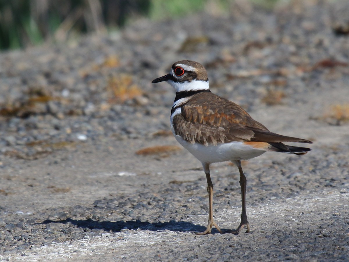 Killdeer - Greg Gillson