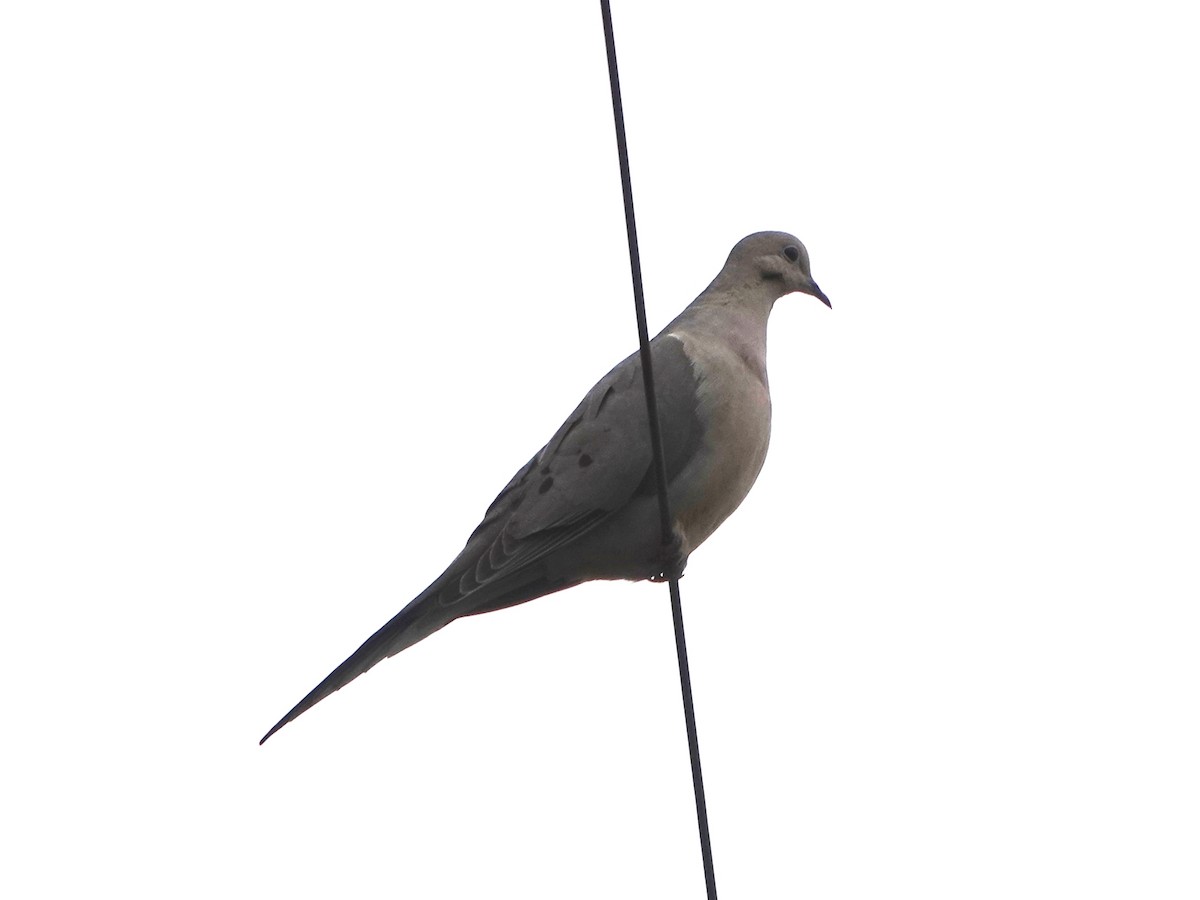 Mourning Dove - ML328772451