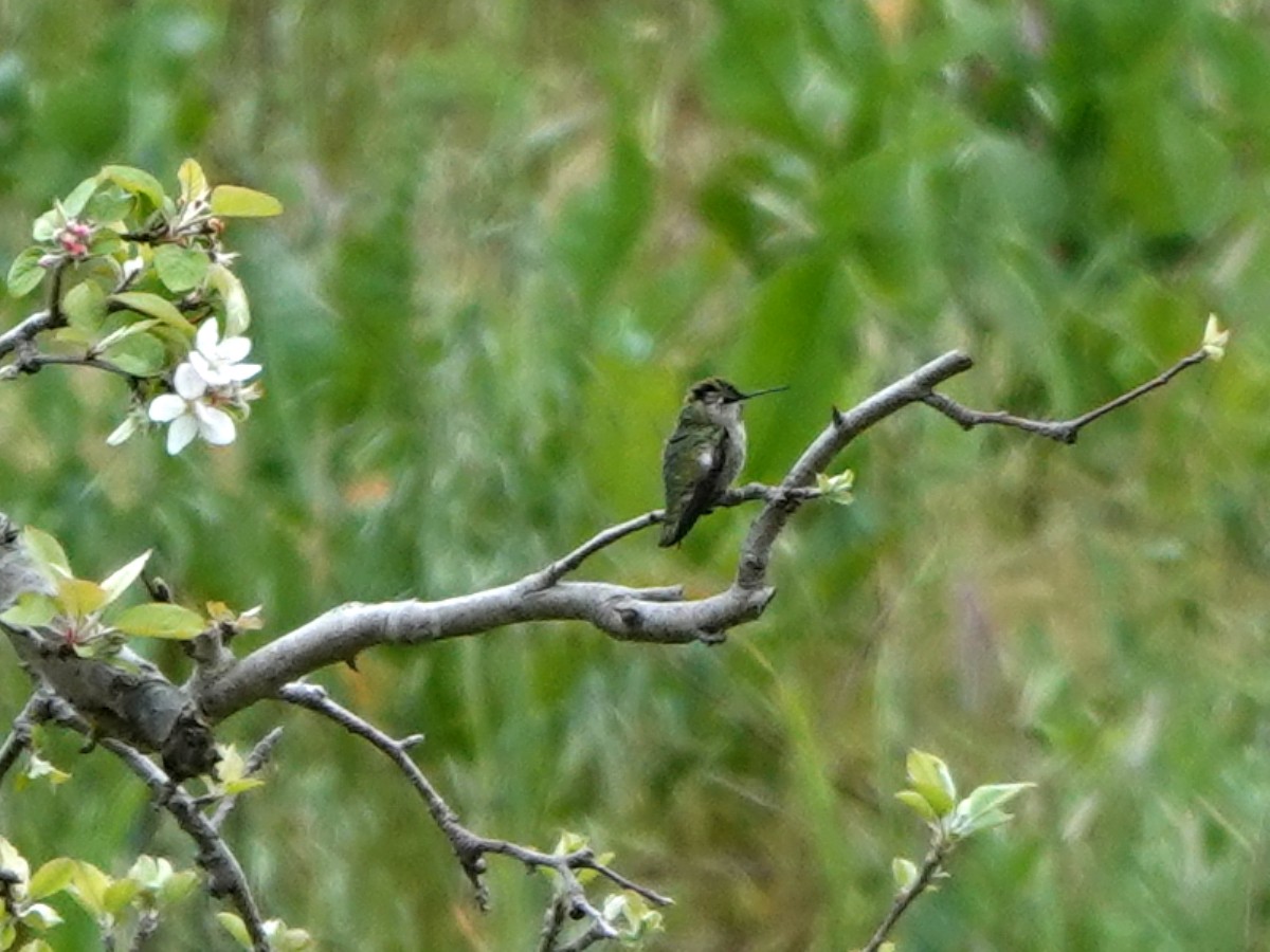 Anna's Hummingbird - ML328772491