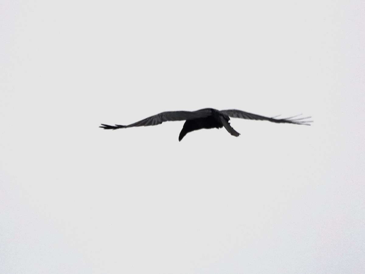 Common Raven - ML328772971