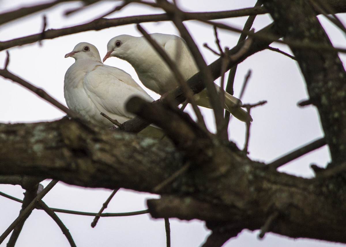 Rock Pigeon (Feral Pigeon) - ML32877301