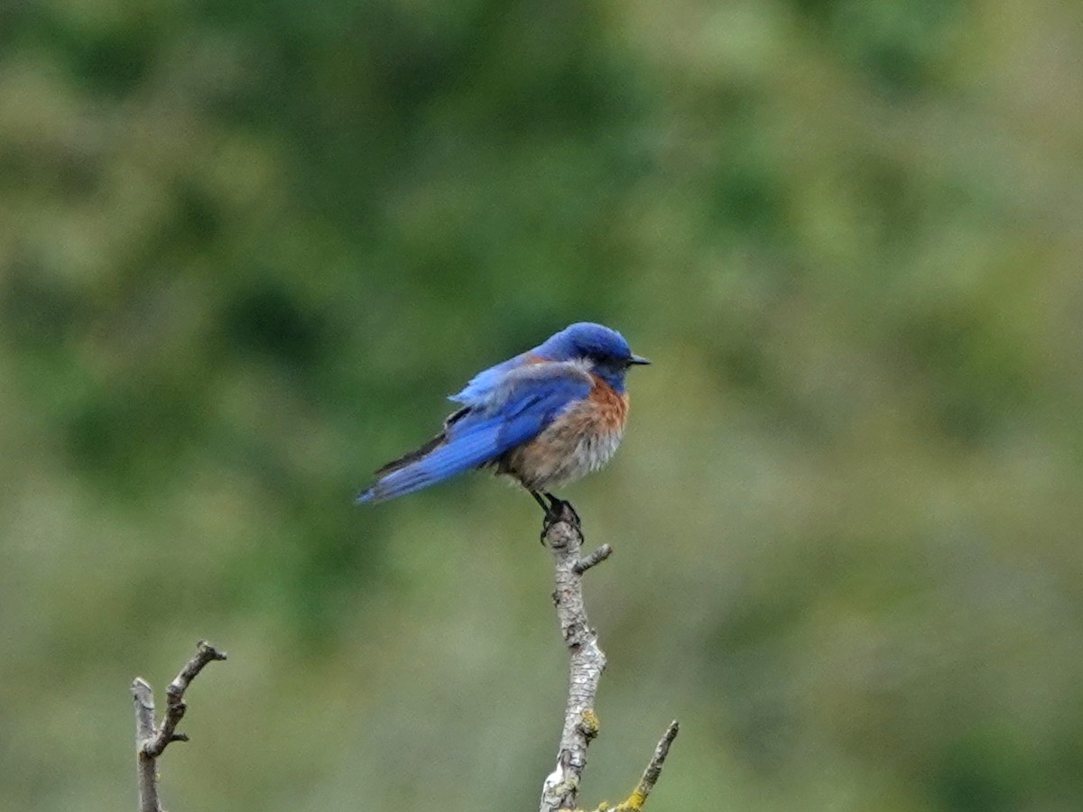 Western Bluebird - ML328773401