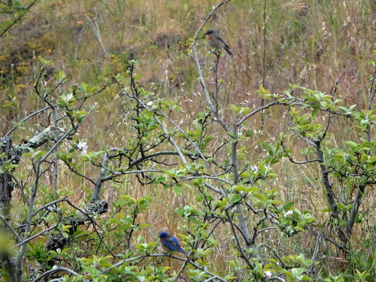 Western Bluebird - ML328773421