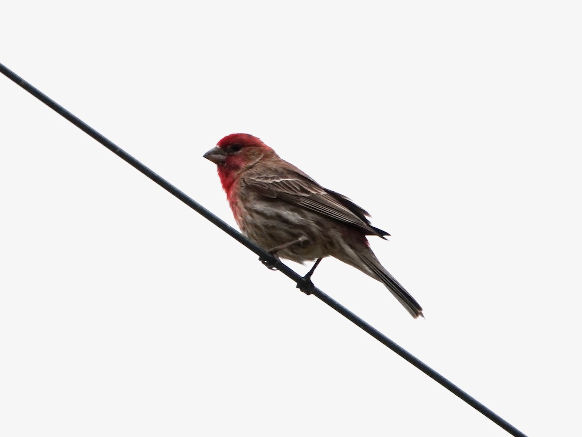 House Finch - ML328773501