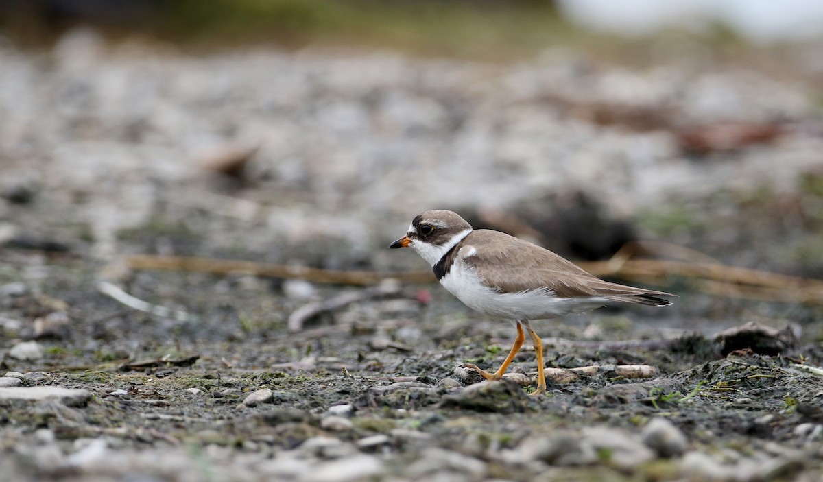 Semipalmated Plover - Jay McGowan