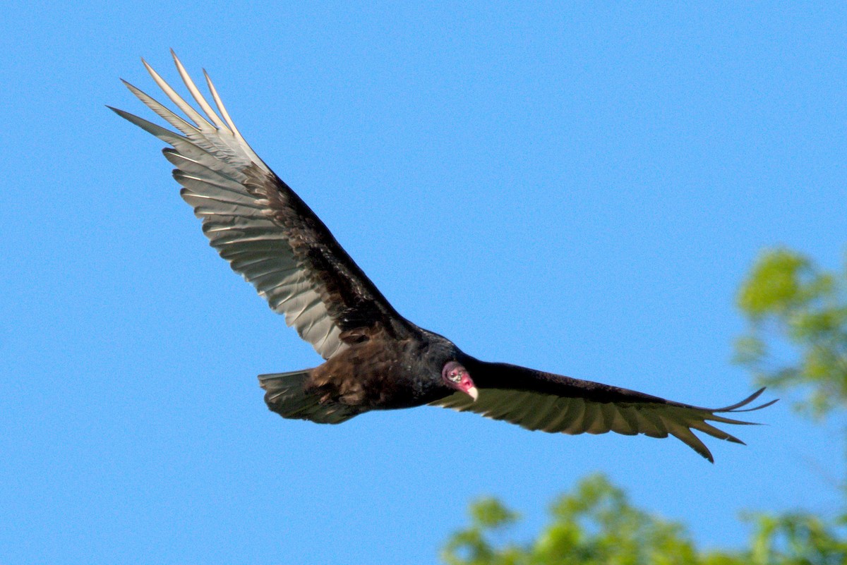 Turkey Vulture - ML328774871