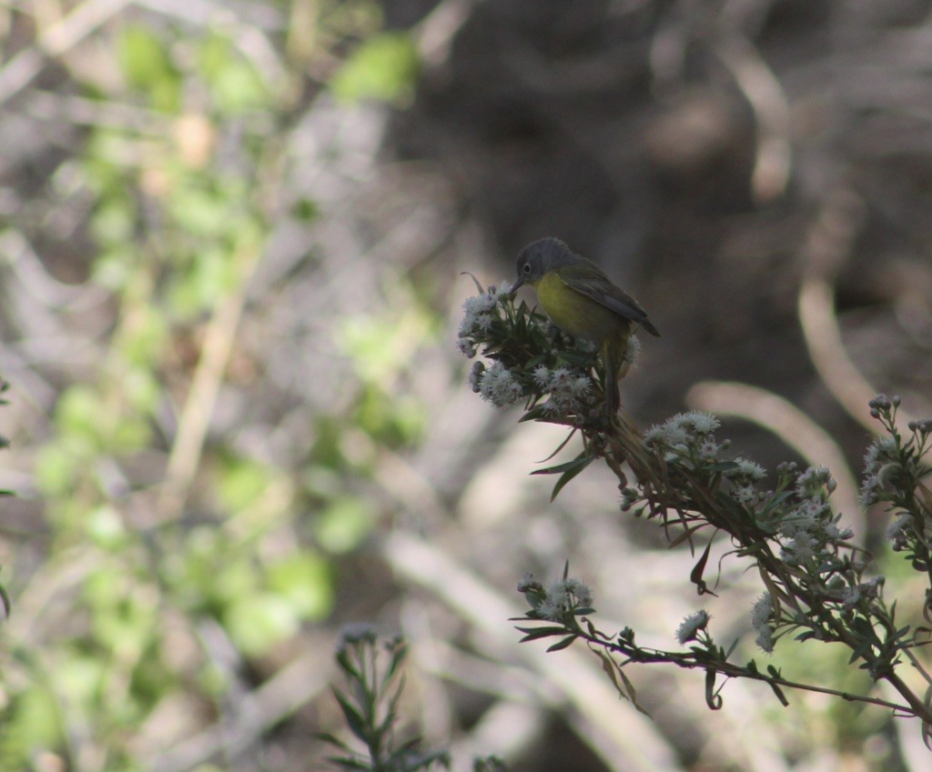 Nashville Warbler - ML328775181