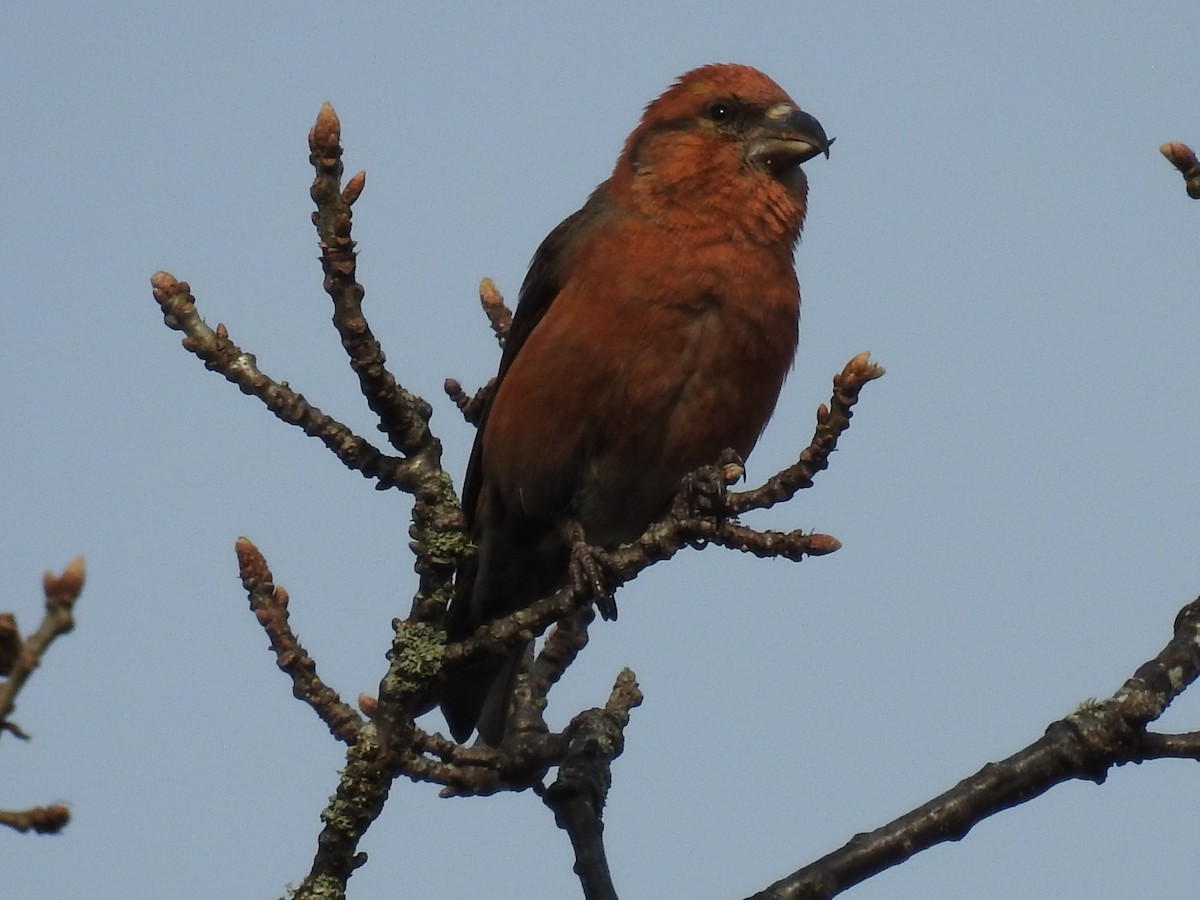 Red Crossbill - ML328776371