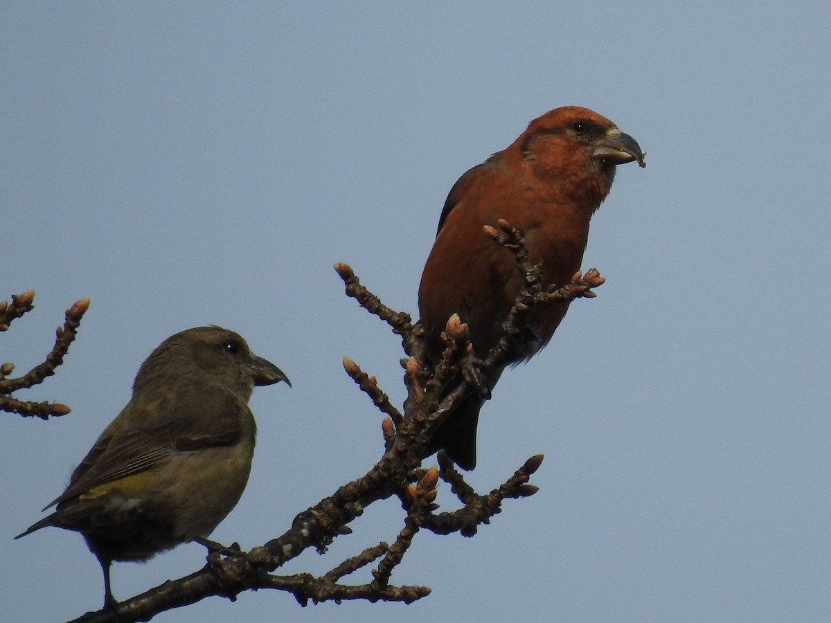Red Crossbill - ML328776381