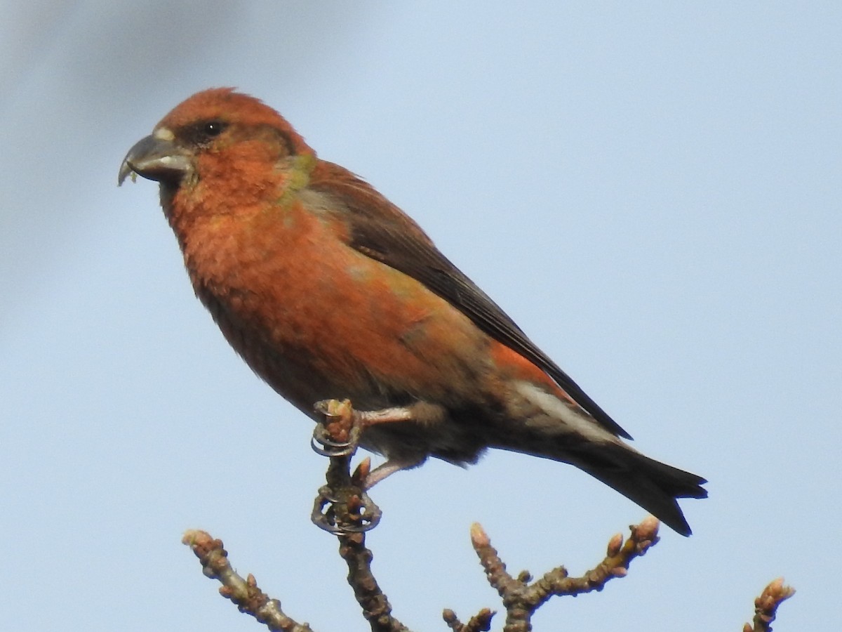 Red Crossbill - ML328776491