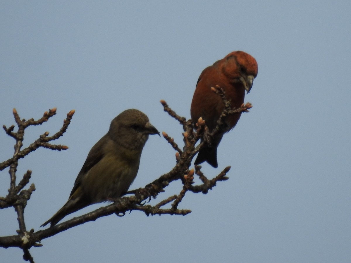 Red Crossbill - ML328776501