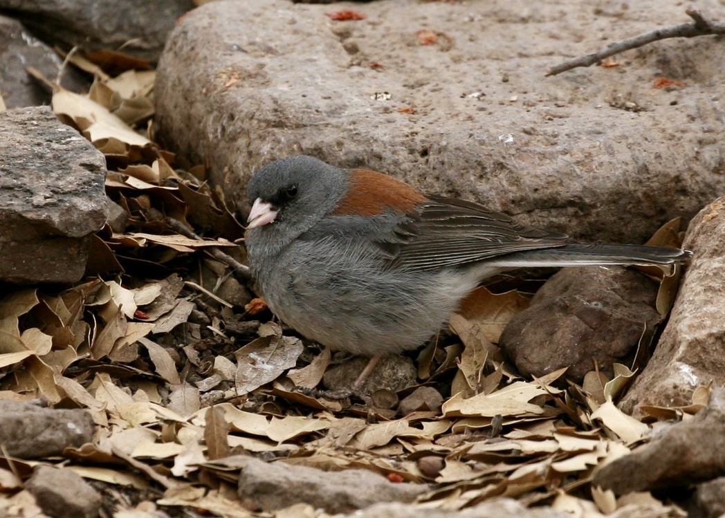 Junco ardoisé (caniceps) - ML328777131