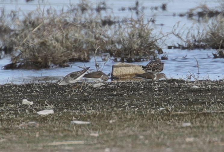 Marsh Sandpiper - ML328778741