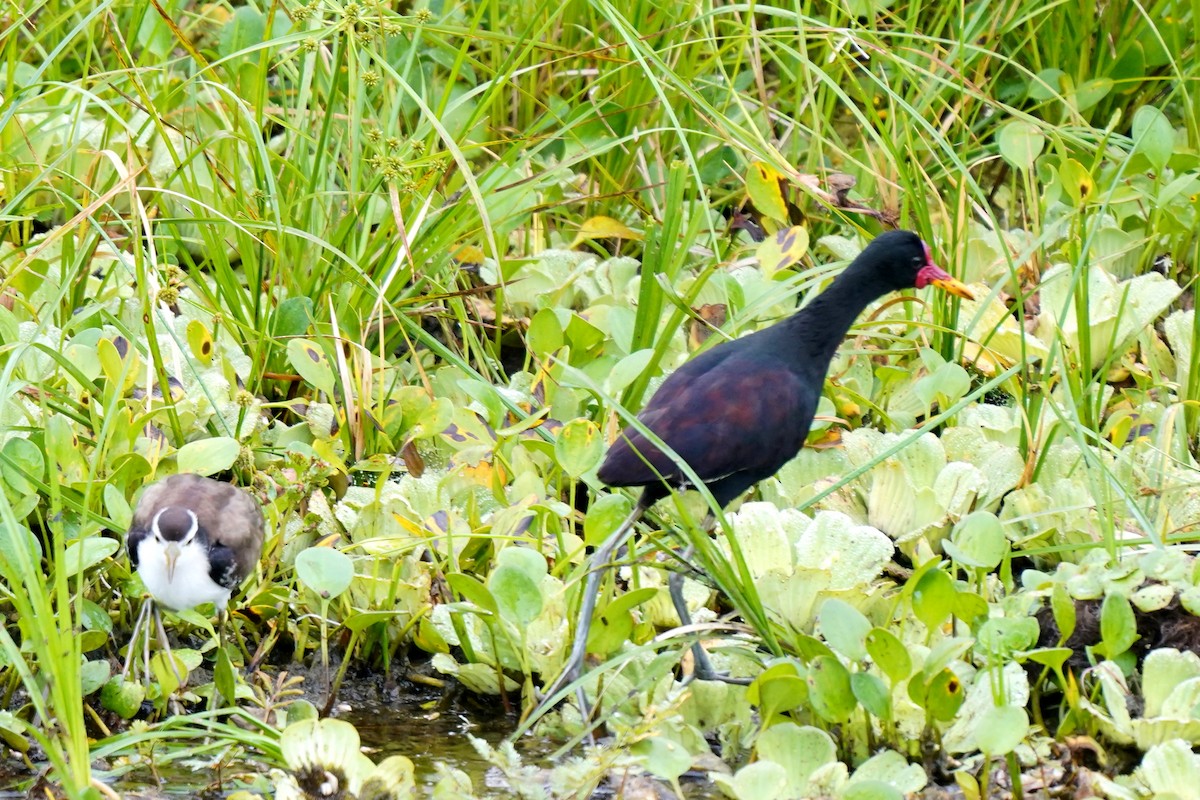 Wattled Jacana - ML328778931