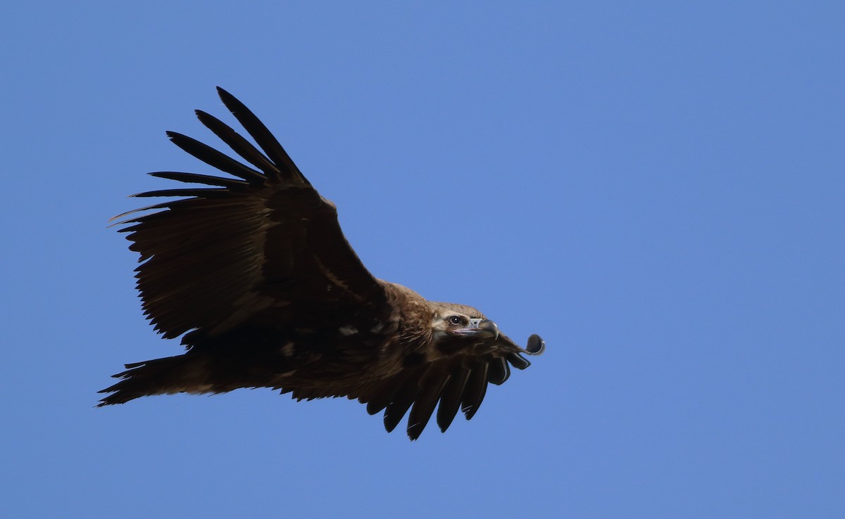 Cinereous Vulture - ML328779031