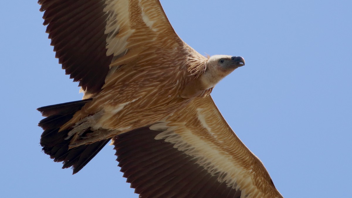 Eurasian Griffon - ML328779131