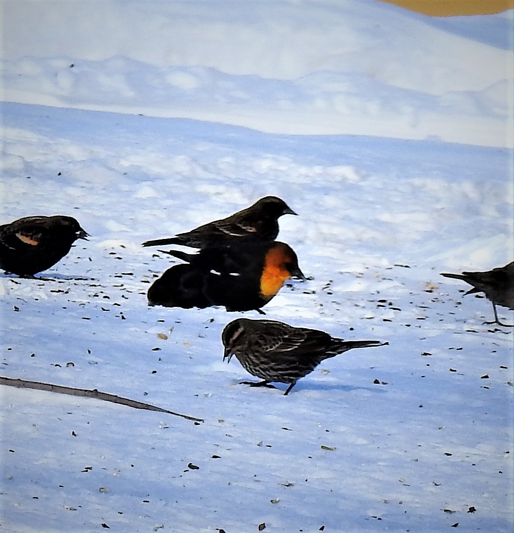 Yellow-headed Blackbird - ML328781141