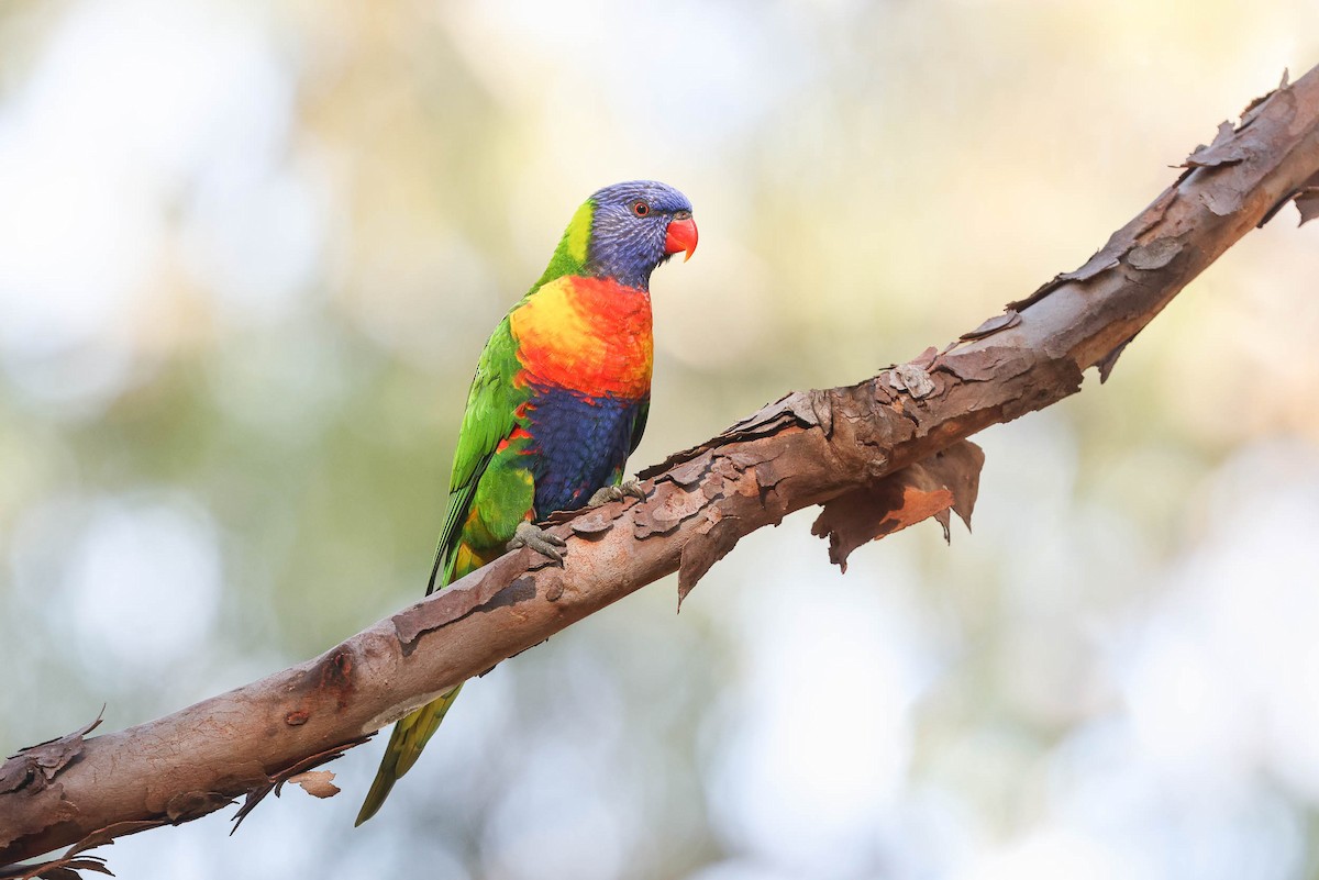 Rainbow Lorikeet - Ged Tranter