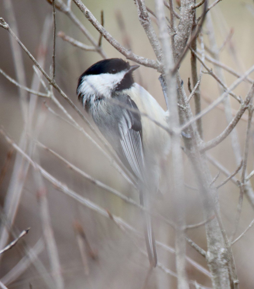 Black-capped Chickadee - ML328781651