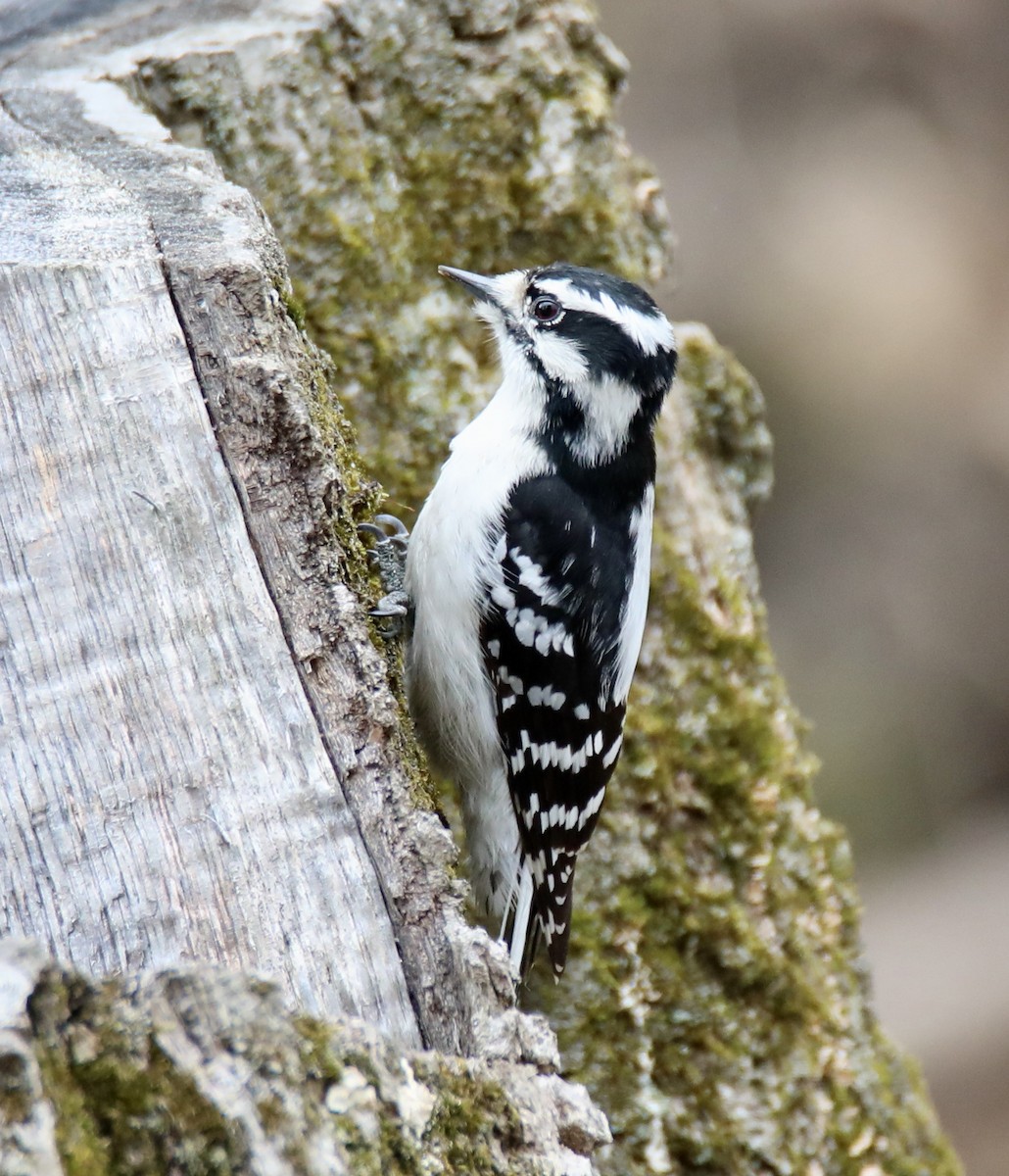 Downy Woodpecker - ML328782011