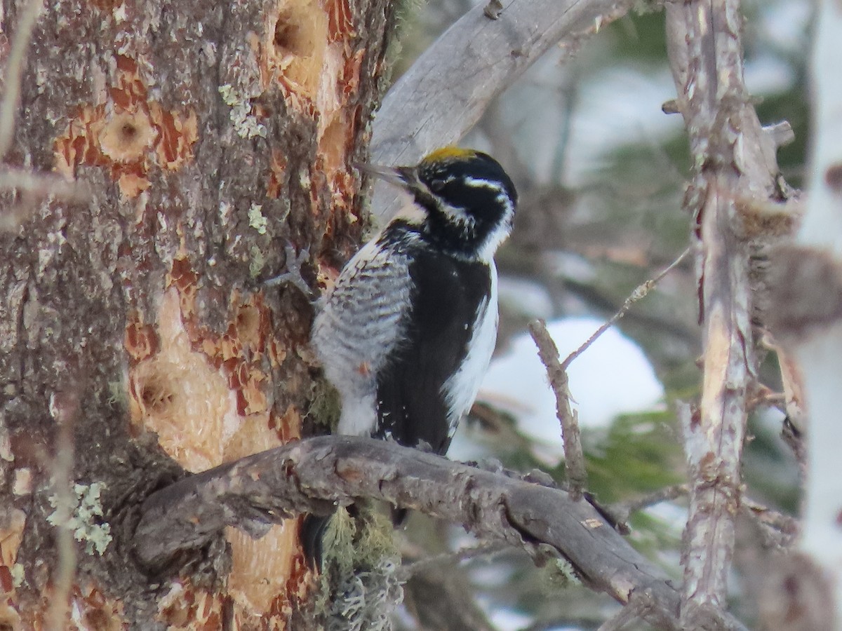 American Three-toed Woodpecker - ML328782411