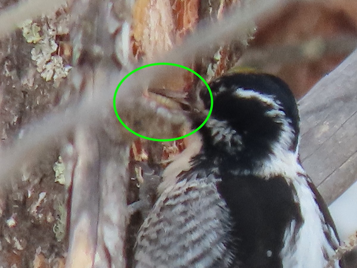 American Three-toed Woodpecker - ML328782421