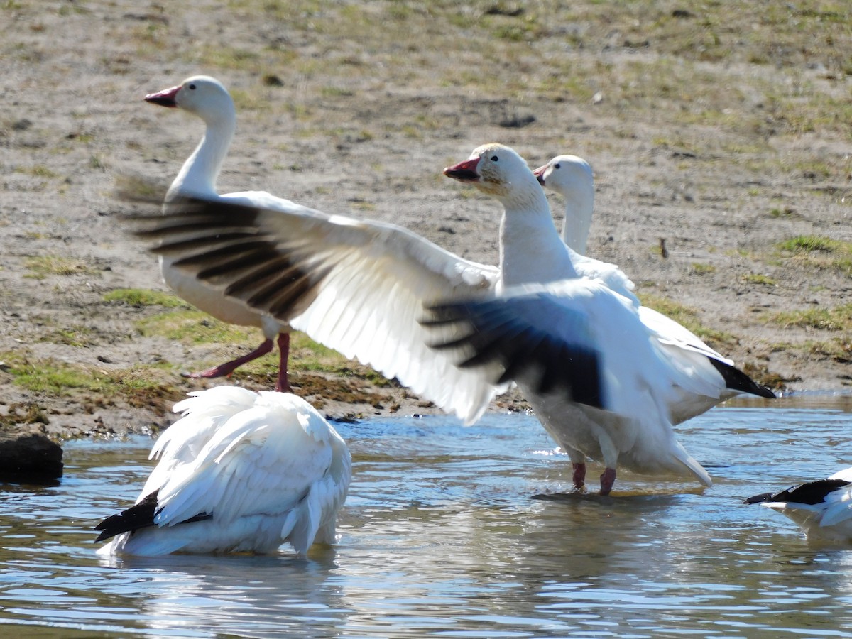 Snow Goose - ML328785881