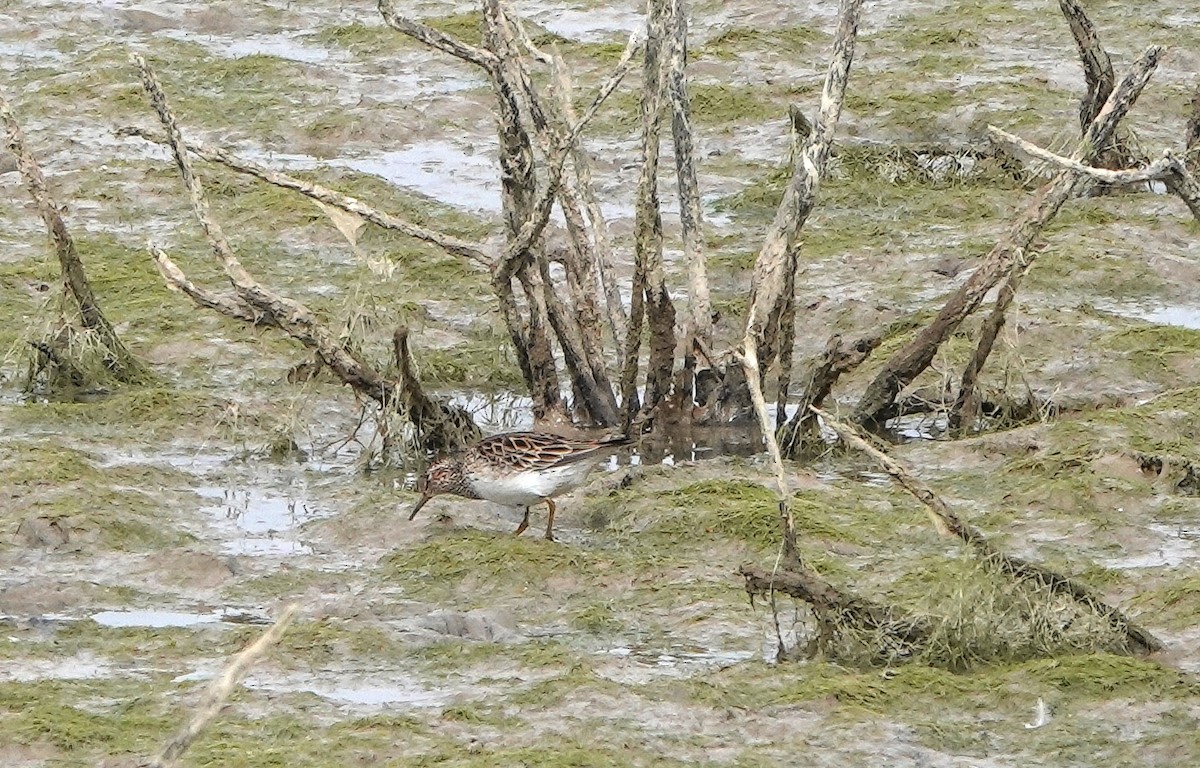 Pectoral Sandpiper - ML328786531