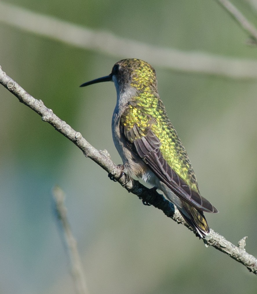 Ruby-throated Hummingbird - ML32878711