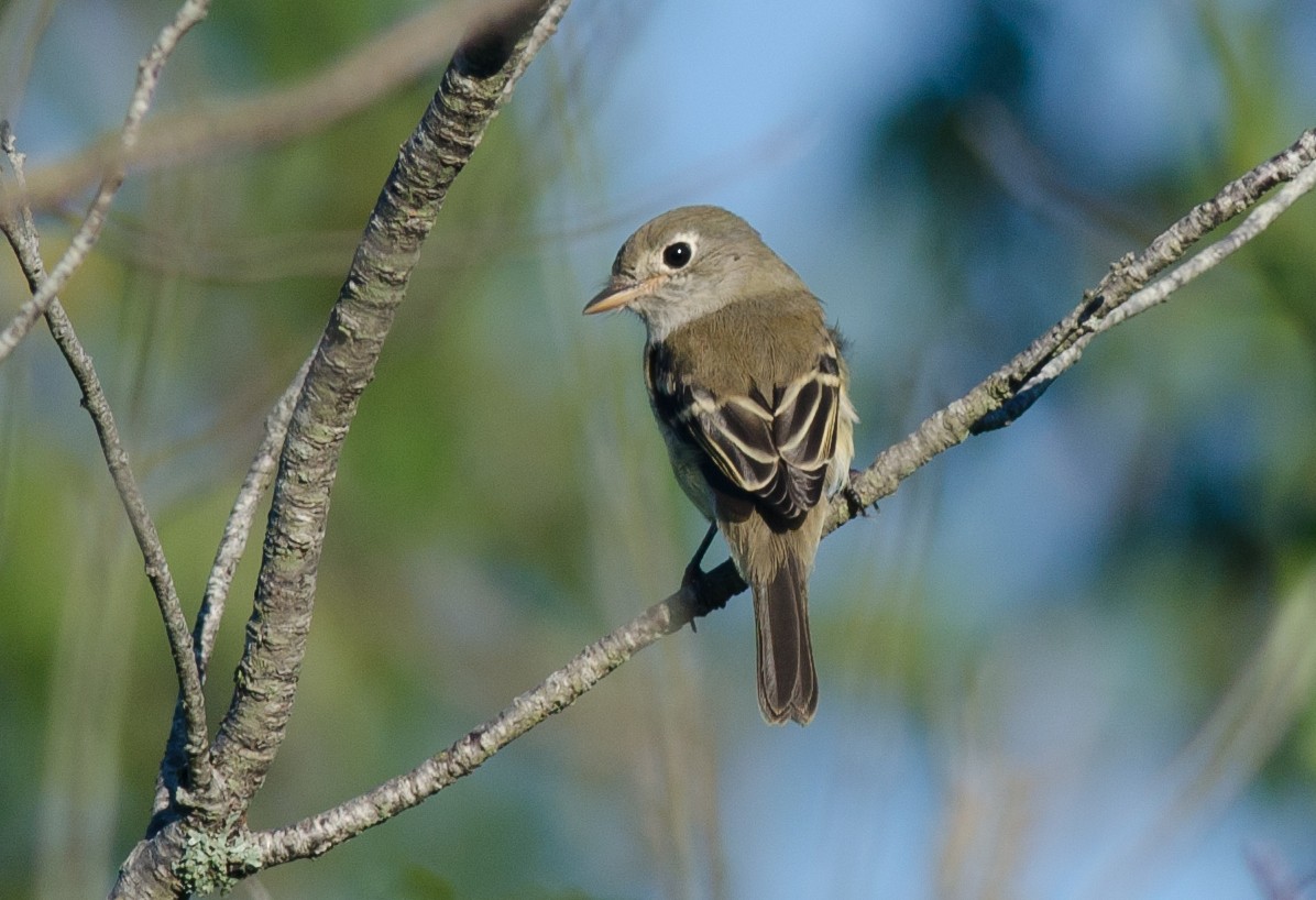 Least Flycatcher - Alix d'Entremont