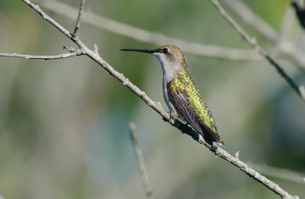 Colibri à gorge rubis - ML32878761