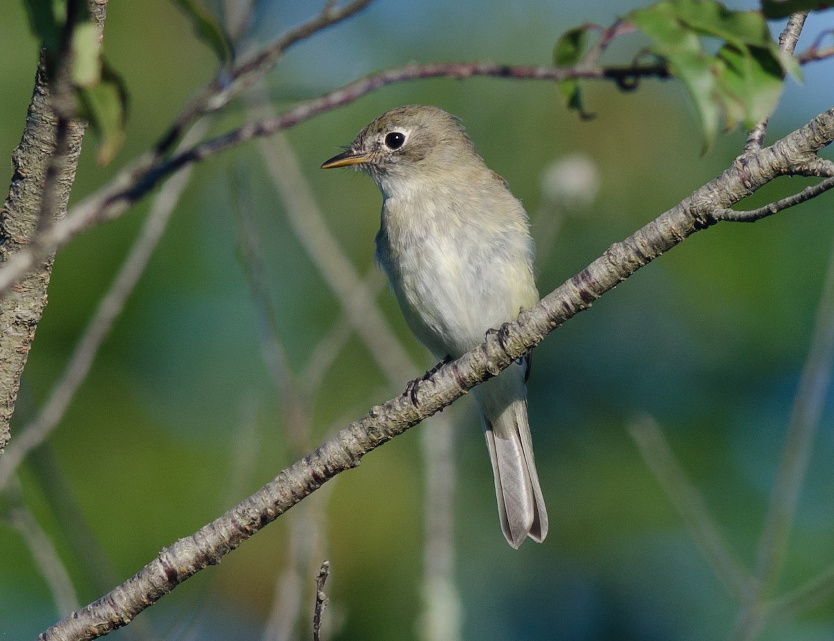 Least Flycatcher - ML32878771