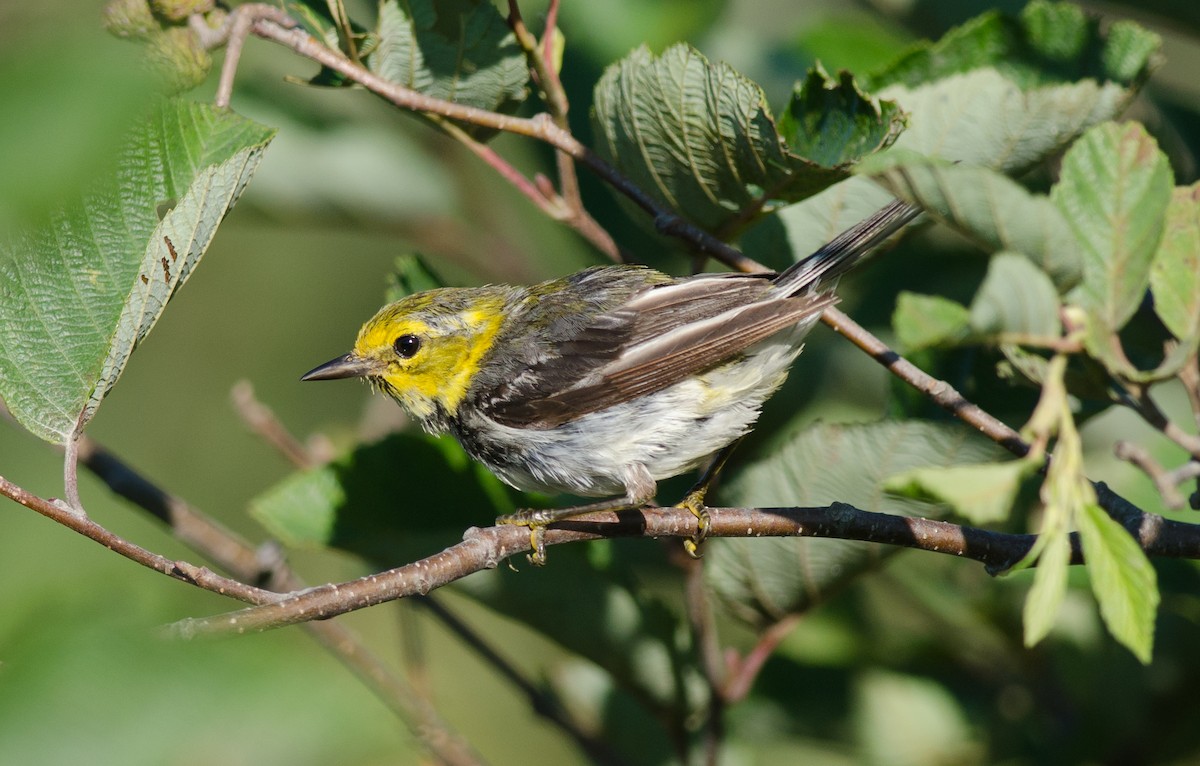 Black-throated Green Warbler - ML32878841