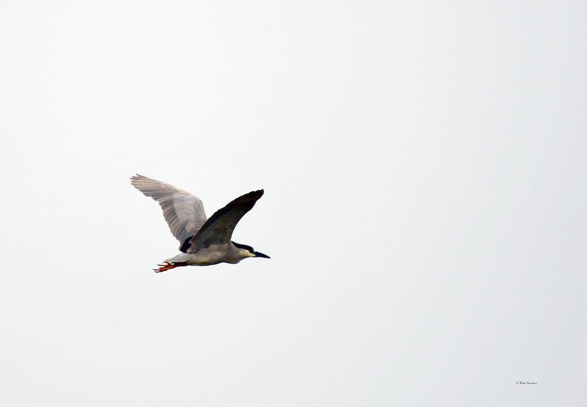 Black-crowned Night Heron - Todd Hawkins