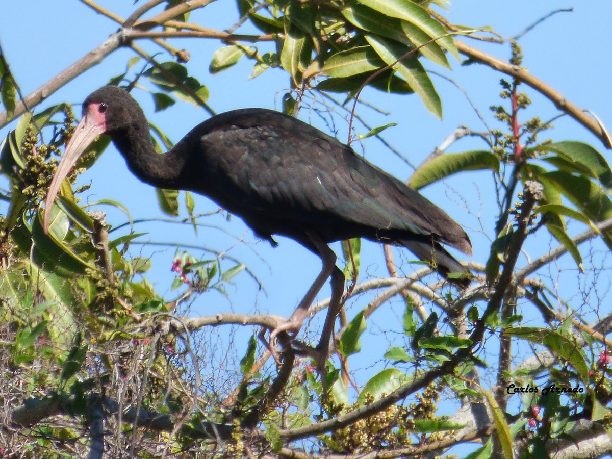 Bare-faced Ibis - Carlos Arnedo