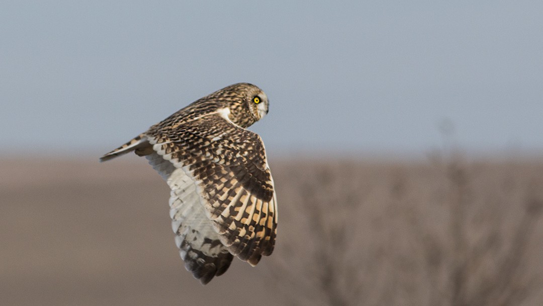 Short-eared Owl - ML328790351