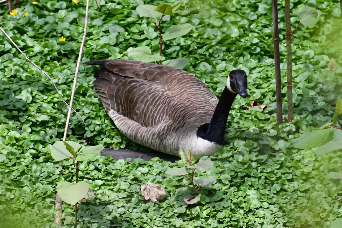 Canada Goose - ML328792111