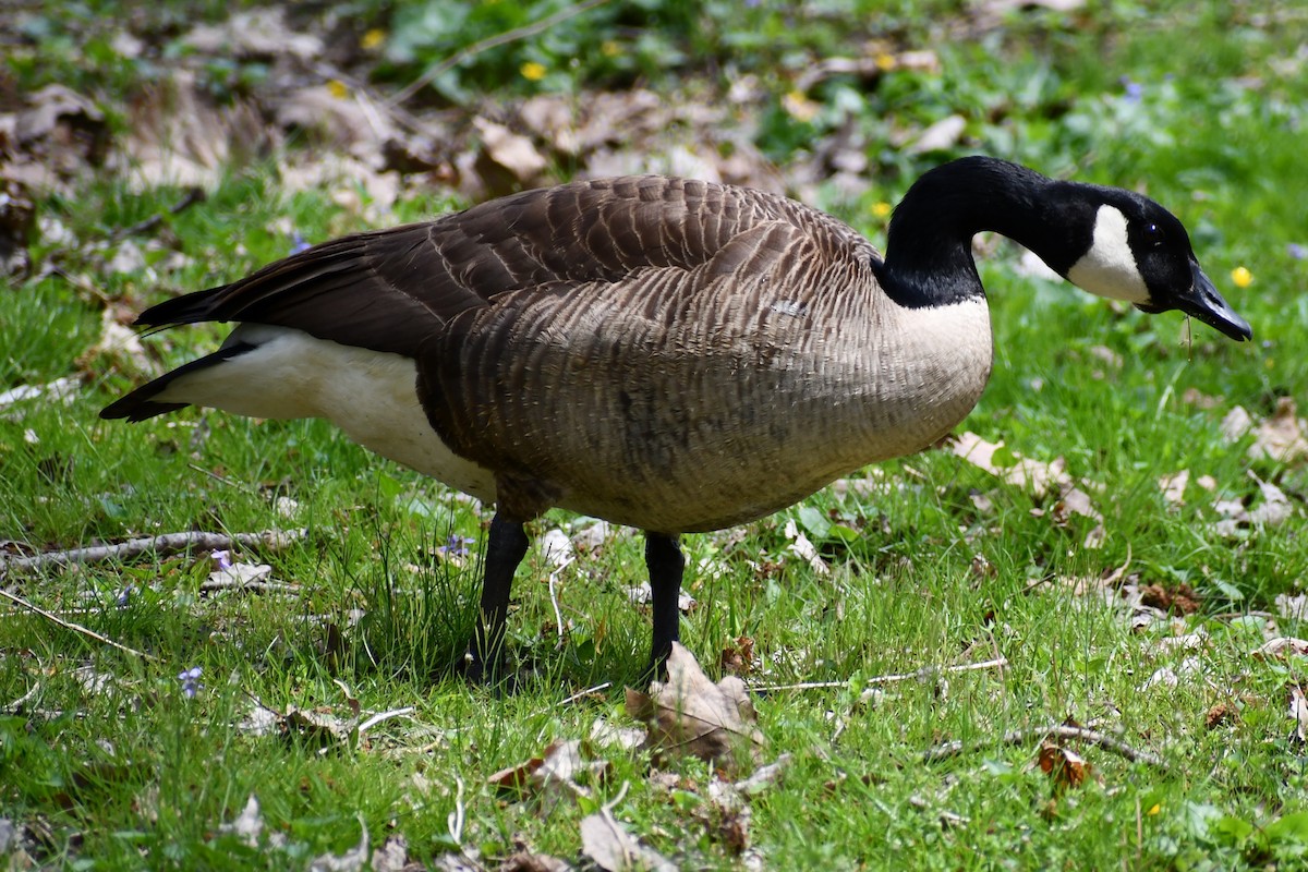 Canada Goose - ML328792141