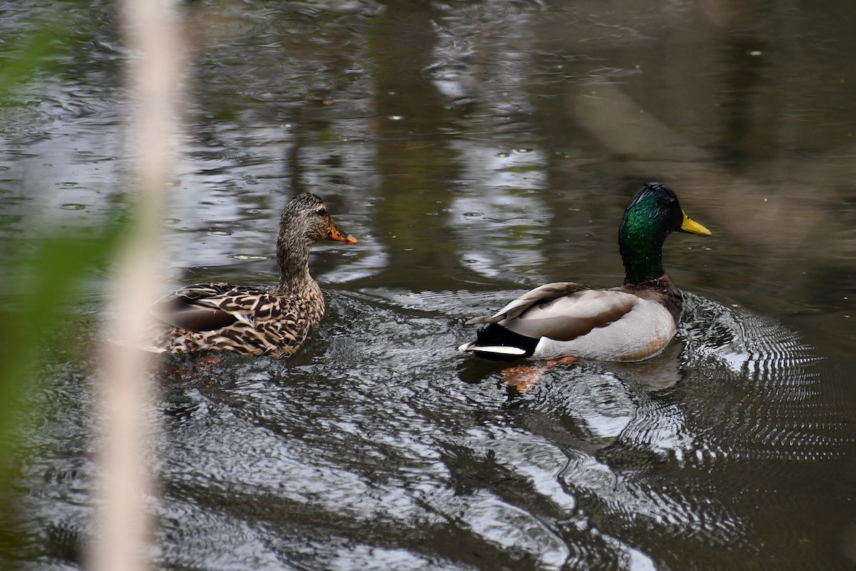 Mallard - ML328792201